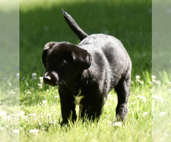 Medium Photo #2 Shepradors Puppy For Sale in Mechanicsburg, PA, USA