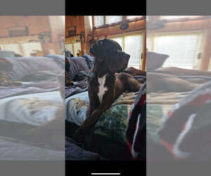 Father of the Daniff puppies born on 01/18/2026