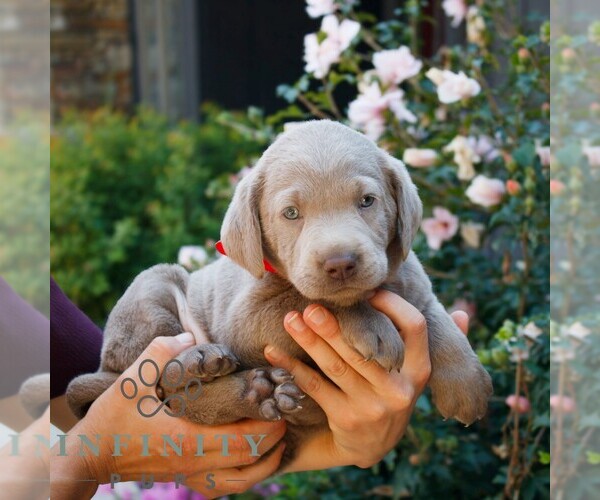 Medium Photo #2 Labrador Retriever Puppy For Sale in NARVON, PA, USA