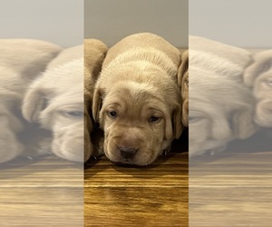 Labrador Retriever Puppy for sale in LITCHFIELD, MN, USA