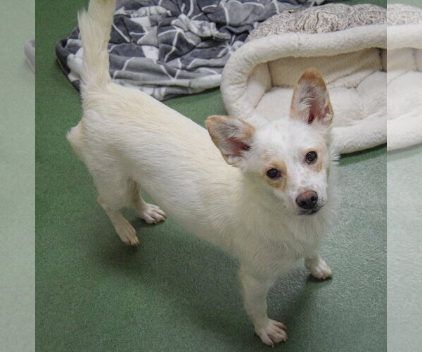 Medium Photo #3 Mutt Puppy For Sale in Huntley, IL, USA