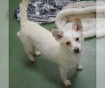 Small #2 Mutt