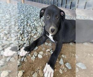 German Shepherd Dog-Unknown Mix Dogs for adoption in Placerville, CA, USA