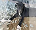 Small German Shepherd Dog Mix
