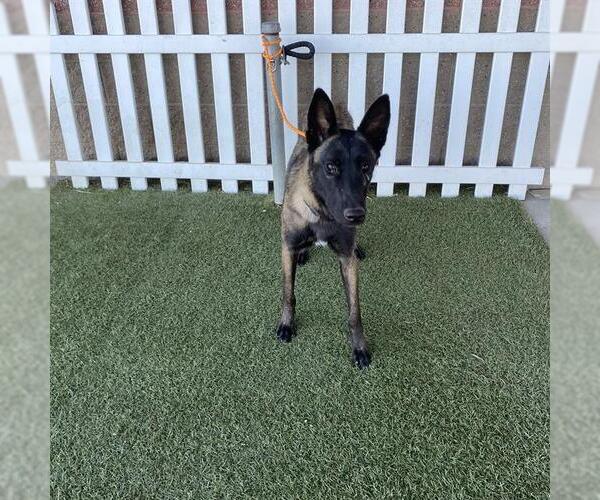 Medium Photo #1 Mutt Puppy For Sale in Modesto, CA, USA