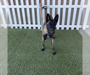 Mutt Dogs for adoption in Modesto, CA, USA