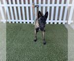 A615423 - Female Mutt Dog for Adoption - Small photo
