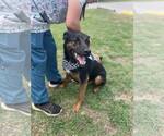 Small Shepweiller