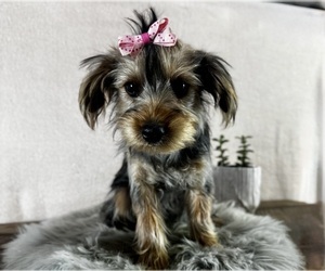Yorkshire Terrier Puppy for sale in NAPPANEE, IN, USA