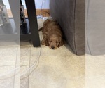 Small #17 Goldendoodle (Miniature)