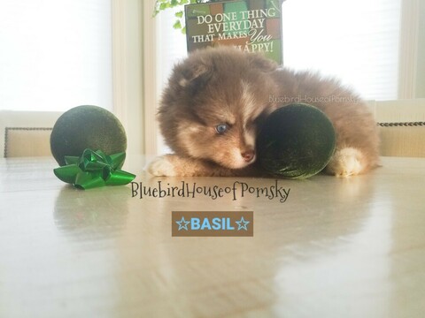 Medium Photo #21 Pomsky Puppy For Sale in ANDOVER, MN, USA