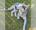 Small #9 Huskies  Mix