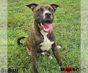 American Pit Bull Terrier-Unknown Mix Dogs for adoption in Maryville, TN, USA