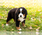 Small #4 Bernese Mountain Dog