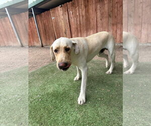 Labrador Retriever-Unknown Mix Dogs for adoption in San Diego, CA, USA