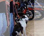 Small #3 Borador