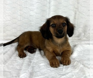 Dachshund Puppy for sale in FRANKLIN, IN, USA