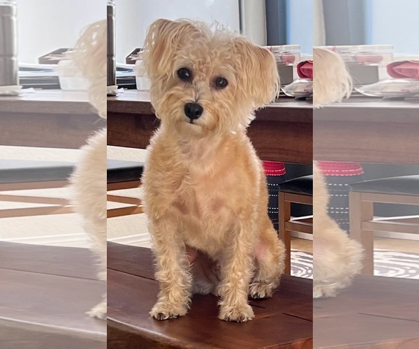 Medium Photo #3 Mutt Puppy For Sale in Mission Viejo, CA, USA