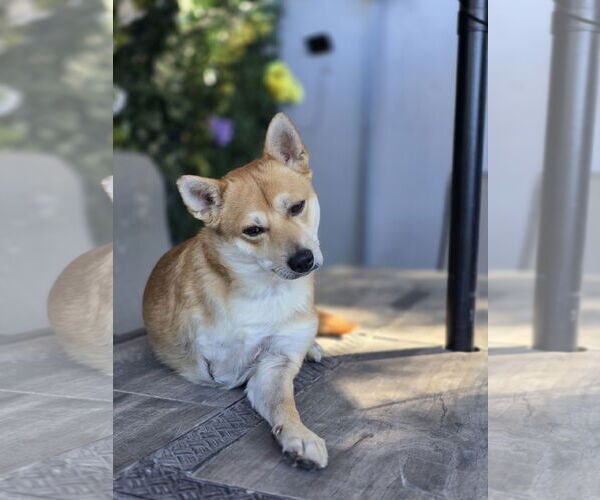 Medium Photo #3 Shiba Inu Puppy For Sale in Sandy, UT, USA