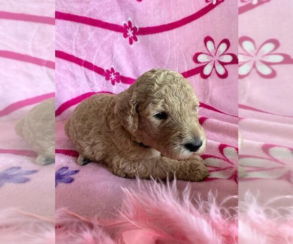 Medium Photo #12 Poodle (Standard) Puppy For Sale in TAMPA, FL, USA