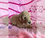 Small Photo #12 Poodle (Standard) Puppy For Sale in TAMPA, FL, USA