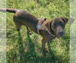 Olive - Female - Mix Dog for Adoption - Photo #2