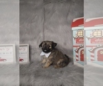 Small Photo #1 Poodle (Miniature)-Shorkie Tzu Mix Puppy For Sale in INDIANAPOLIS, IN, USA
