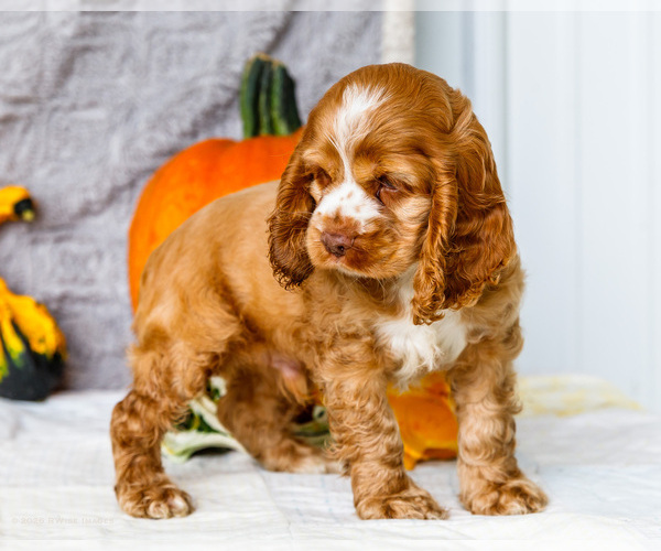Medium Photo #9 Cocker Spaniel Puppy For Sale in WAKARUSA, IN, USA