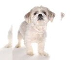 Small #2 Shih Tzu