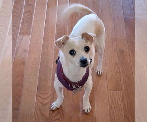 Raya (MD) - Female Rat-Cha Dog for Adoption - Photo #4