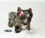 Small #5 Yorkshire Terrier