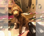 Small Photo #4 Goldendoodle Puppy For Sale in LYNCHBURG, OH, USA