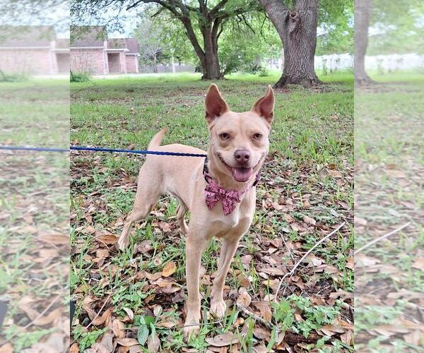 Medium Photo #4 Basenji-Rat Terrier Mix Puppy For Sale in Missouri City, TX, USA