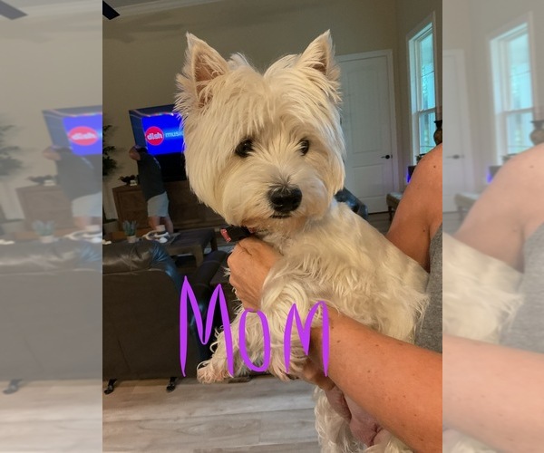 Medium Photo #4 West Highland White Terrier Puppy For Sale in FAIRHOPE, AL, USA