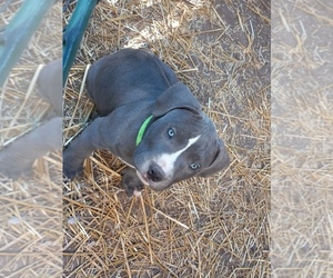 American Pit Bull Terrier Puppy for sale in DELAWARE, OH, USA