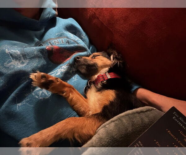 Medium Photo #5 Dachshund Puppy For Sale in Arlington, VA, USA