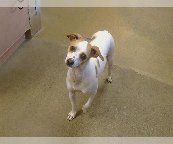 Medium Photo #1 Chihuahua-Unknown Mix Puppy For Sale in Sacramento, CA, USA