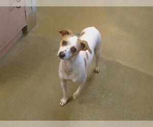 Chihuahua-Unknown Mix Dogs for adoption in Sacramento, CA, USA