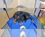 Small Photo #3 Rottweiler Puppy For Sale in ROCKFORD, MI, USA