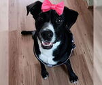 Small #2 Labrador Retriever Mix
