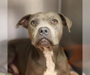 American Staffordshire Terrier Dogs for adoption in San Antonio, TX, USA