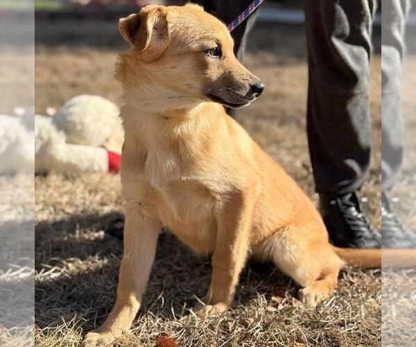 Medium Photo #4 Labrador Retriever-Unknown Mix Puppy For Sale in Yardley, PA, USA