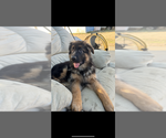 Small #1 German Shepherd Dog