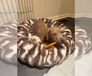 Spud Potato - Male Black Mouth Cur-Unknown Mix Dog for Adoption - Photo #2
