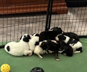 Bordoodle Puppy for sale in PORTLAND, TN, USA