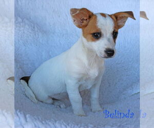 Chi-Corgi Dogs for adoption in Wakefield, RI, USA