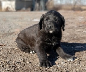 Labradoodle Puppy for sale in TAYLORS FALLS, MN, USA