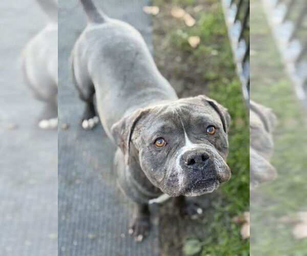 Medium Photo #2 Mutt Puppy For Sale in Riverside, CA, USA