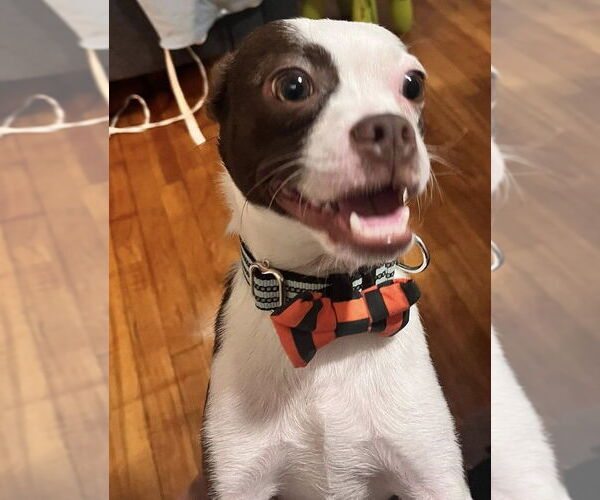 Medium Photo #17 Boston Terrier-Unknown Mix Puppy For Sale in New York, NY, USA