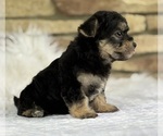 Small #9 Morkie